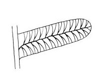 Pecopteris